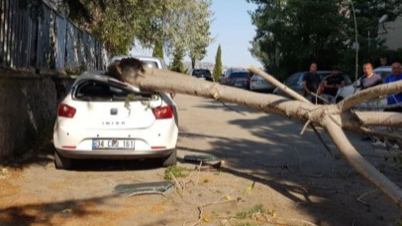 Maltepe'de rüzgarlı havada kırılan ağaç, otomobillere zarar verdi