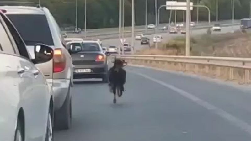 Bursa'da otobana çıkan keçi, sürücülere zor anlar yaşattı