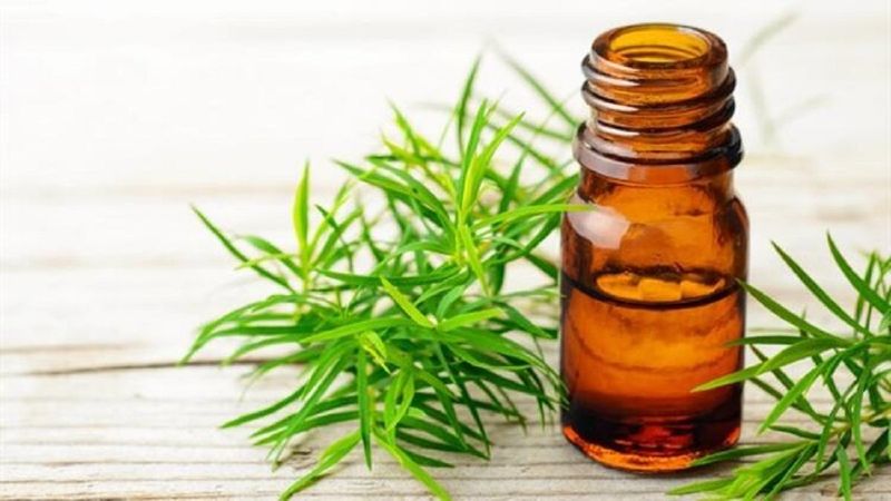 Bir damlası bile etkili: Çay ağacı yağının 7 mucizevi faydası