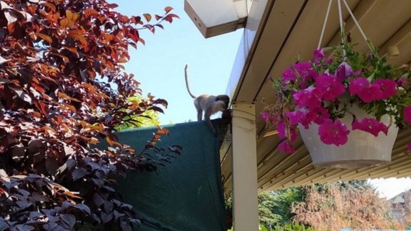 Ankara'da hayvanat bahçesinden maymun kaçtı