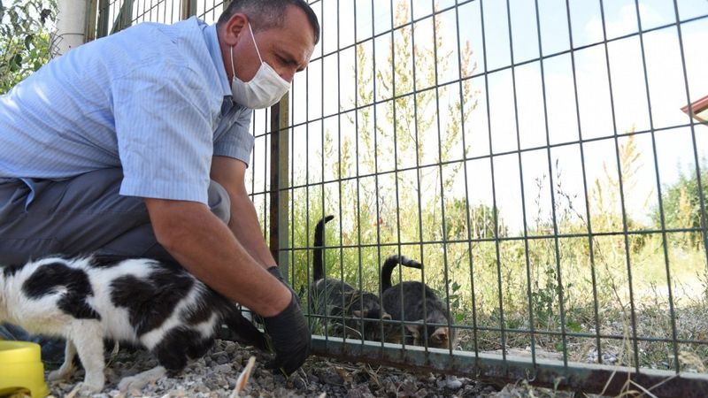 Çorum'da karantinaya alınan şahıs kedileri için yardım istedi