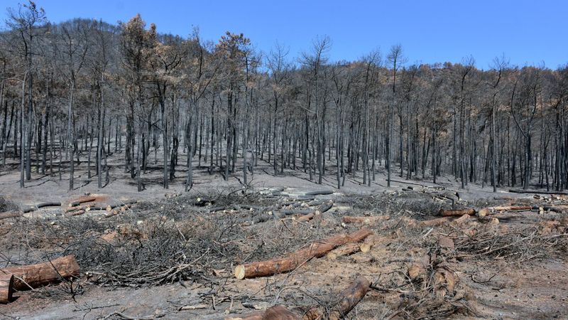Marmaris'te yangında zarar gören ağaçlar kesiliyor