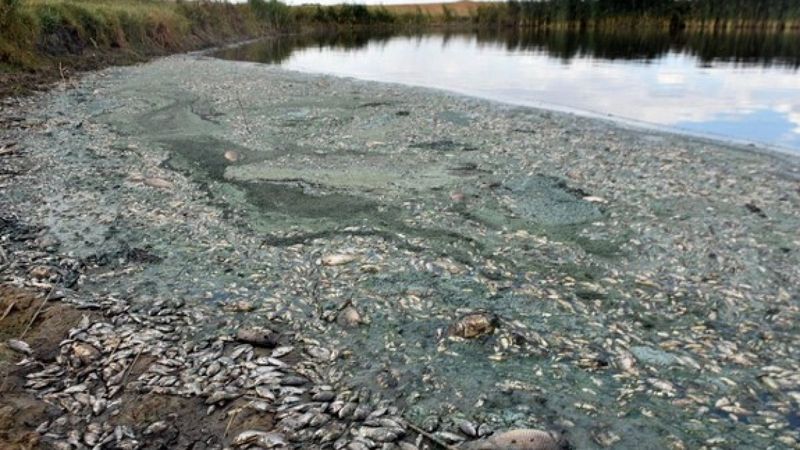 Kırklareli'ndeki gölette balıkları öldüren işletmeye 96 bin lira ceza