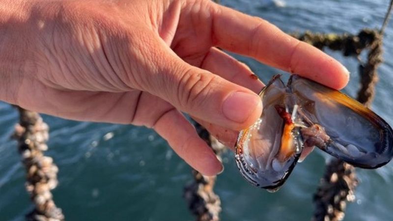 Marmara Denizi'nde midyeler, saatte 11 milyar litre suyu filtre edecek