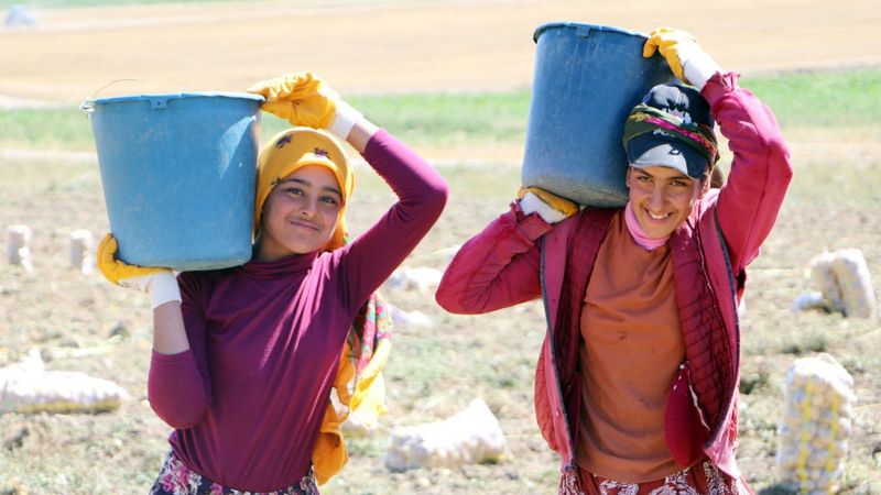 Okullar açıldı, Şanlıurfalı kız çocukları tarlaya gitti