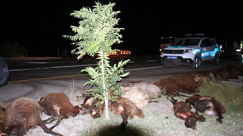 Erzurum'da iki araç koyun sürüsüne daldı: 40 koyun telef oldu