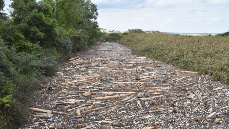 Sinop'ta Sarıkum Gölü'nde biriken tomruklar, doğal hayatı risk altında bıraktı