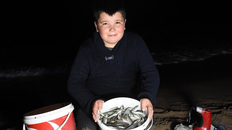 Bartın'da tonlarca balık kıyıya vurdu