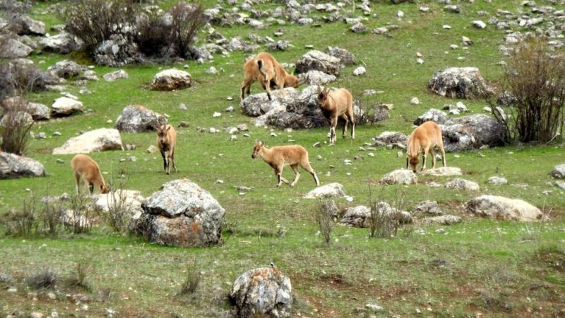 Erzincan Munzur Dağları terörden temizlendi