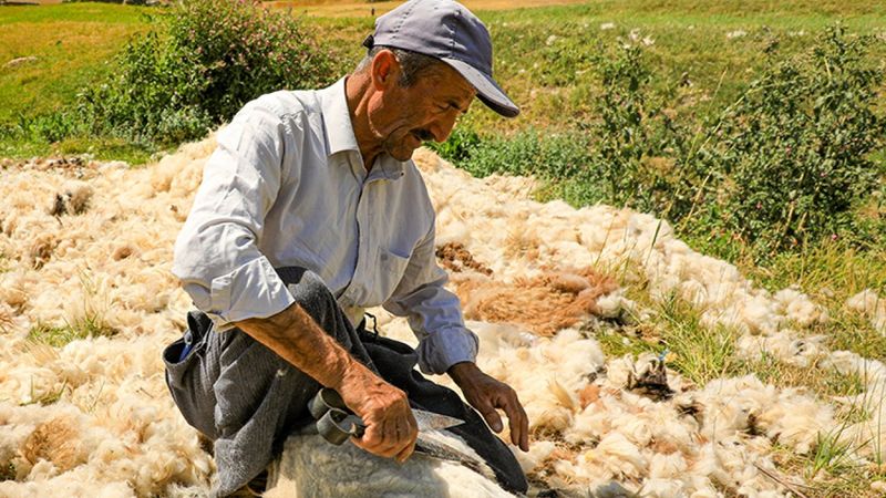 Van'da koyunlardan kırkılan yünün serüveni