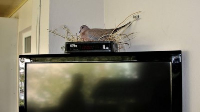 Elazığ'da sağlık çalışanı, balkonuna yuva yapan kumruyu sahiplendi