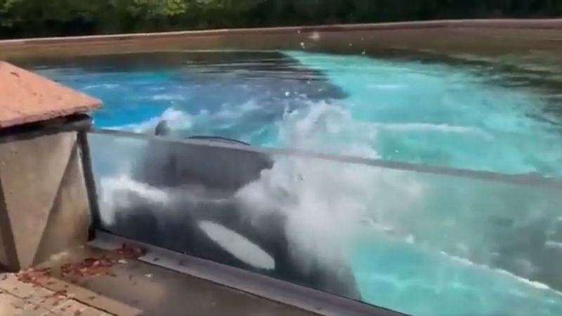 ABD'de parkta tutulan balinanın serbest kalması isteniyor