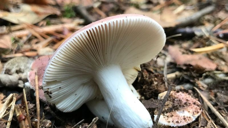 Karadeniz'de mantardan zehirlenenlerin sayısında artış gözüktü