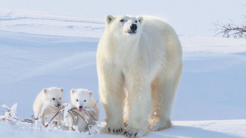 Buzullardaki erime, kutup ayılarının genetik çeşitliliğini tehdit ediyor