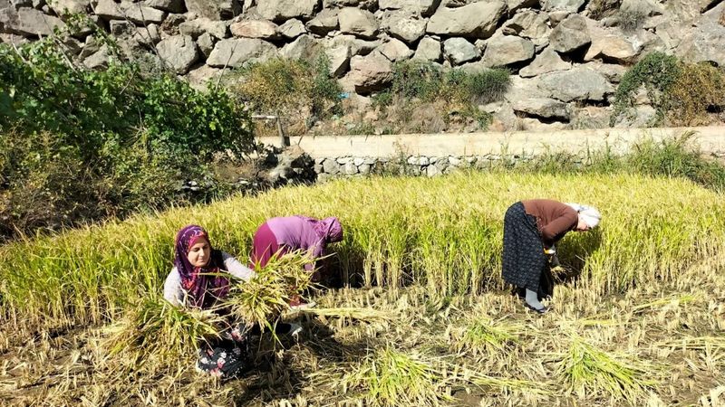 Artvin'de son çeltik hasadına başlayan köylüler duygusal anlar yaşadı