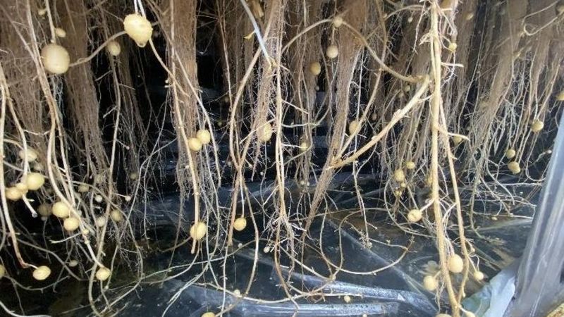 Niğde'de havada, suda ve karada patates yetişiyor