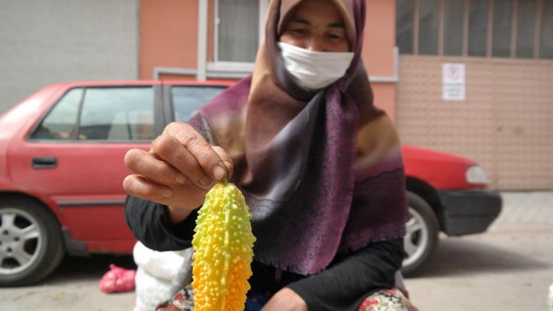 Bilecik'te üretici kadın, bu kez de kudret narına merak saldı