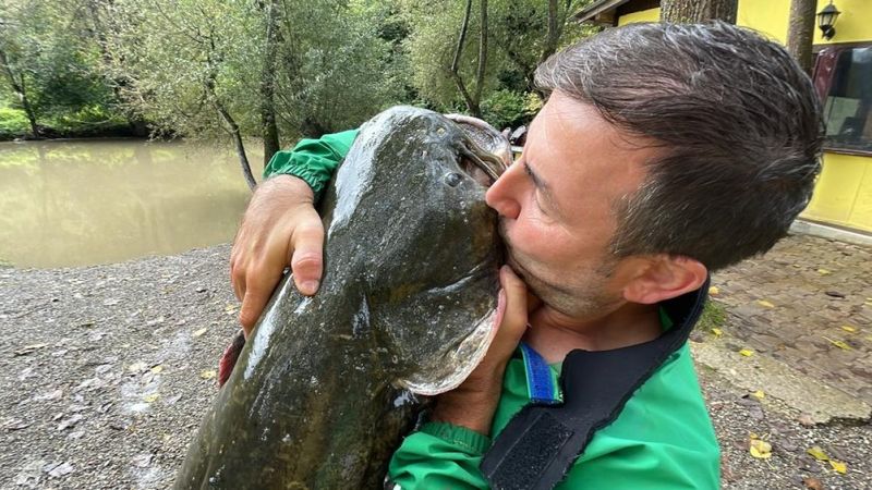 Düzce'de çaya olta atan adam 51 kiloluk yayın balığı yakaladı