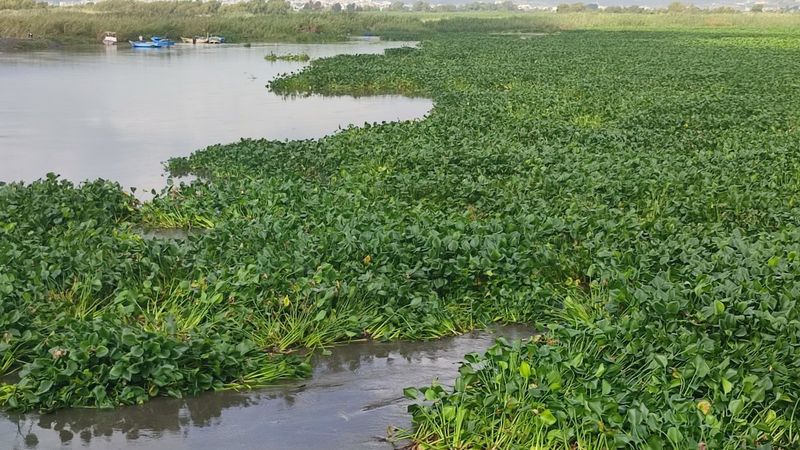 Hatay'da su sümbülleri denizi istila etti