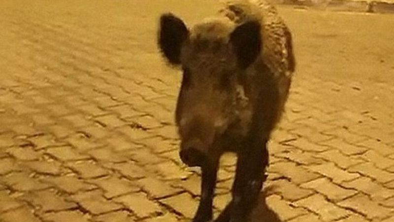 Muğla'da görüntülediği domuzlarla sohbet etti