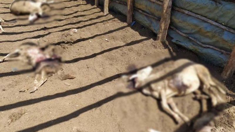 Kastamonu'da iki ağıla saldıran ayı, 25 koyunu telef etti