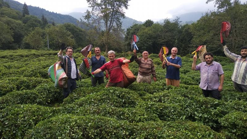 Rize'de hasta komşularının yaş çaylarını topladılar