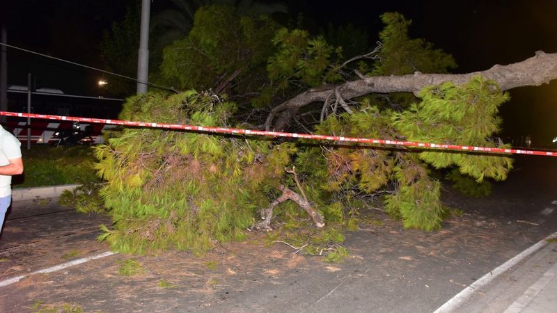 İzmir'de çam ağacı yola devrildi, tramvay telleri zarar gördü