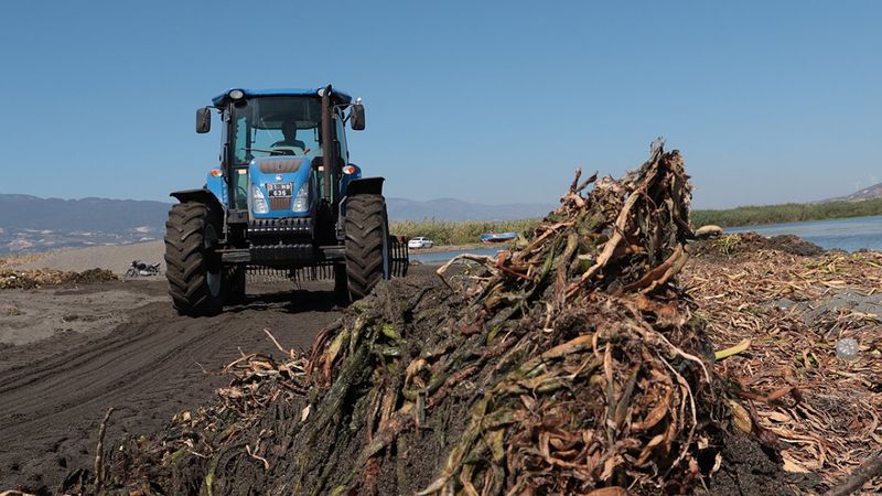 Asi Nehri'ndeki sümbüller temizleniyor