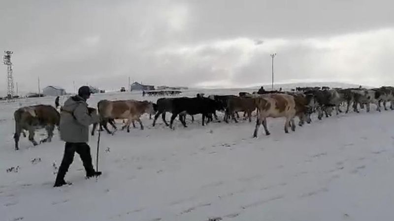 Ardahan'da kış erken başladı: Besiciler mağdur oldu