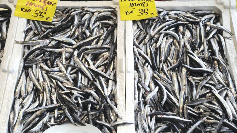 İstanbul'da hamsinin fiyatı düşmüyor
