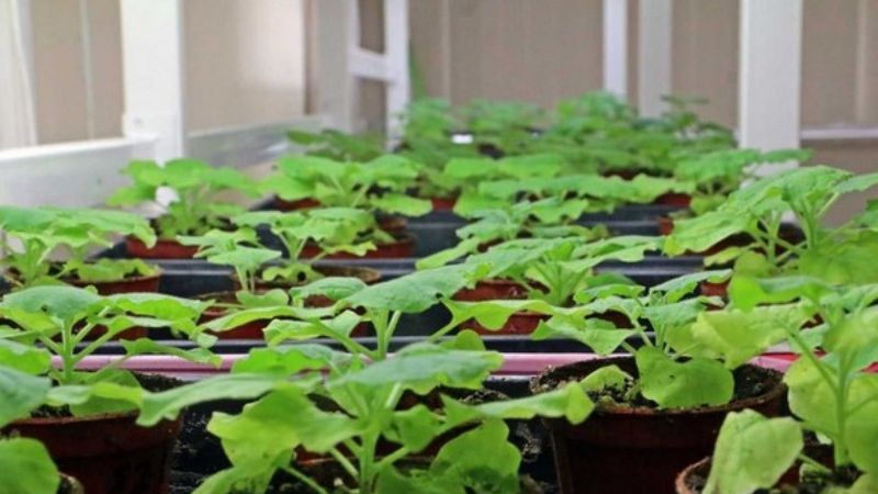 Koronavirüse karşı bitkiden üretilen kokteyl aşı, insan deneyine hazır