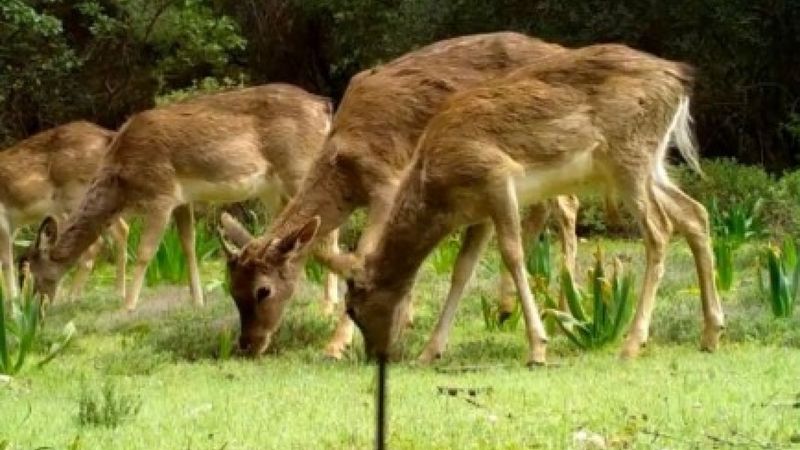 Dünyada genetiği bozulmamış tek saf alageyik ırkı Türkiye’de