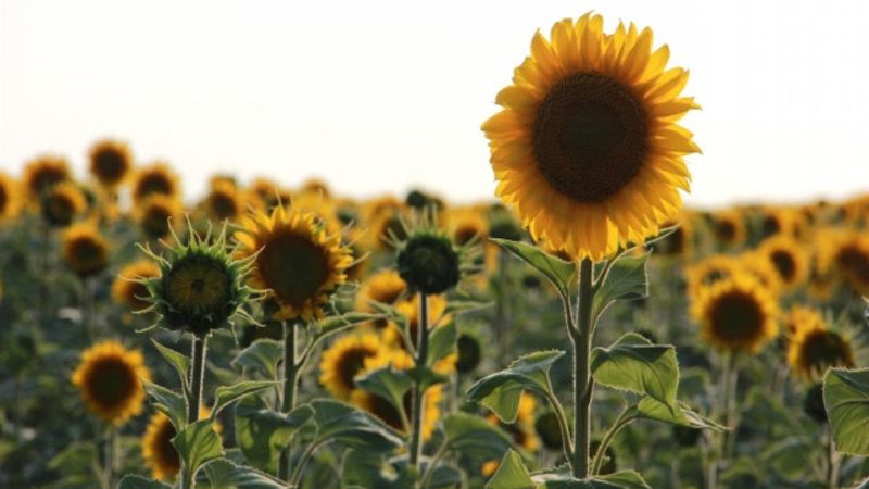 Ayçiçeği ön alım fiyatı açıklandı
