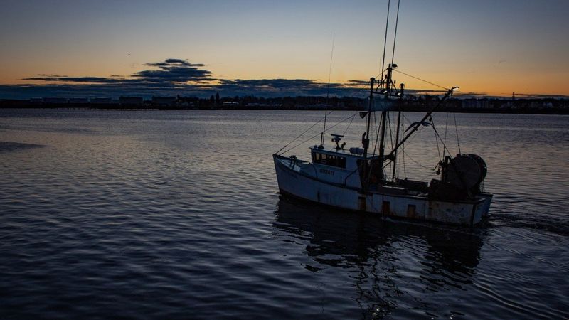 Lübnan'da balık zenginliği için araştırma başlatıldı