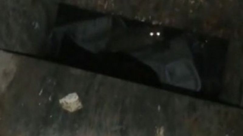 Tuzla’da çöp konteynerine atılan kedi, temizlik personelinin dikkatiyle kurtuldu