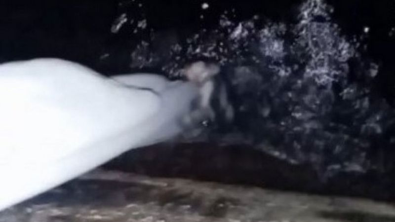 Antalya'da denize düşen yavru kedi, uzatılan bez parçasıyla kurtarıldı