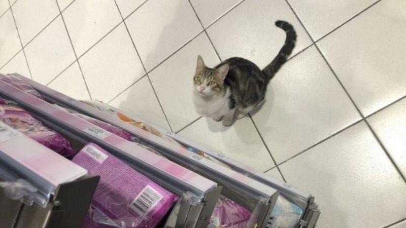 Kadıköy'de bir kedi, girdiği markette kendine zorla mama aldırdı