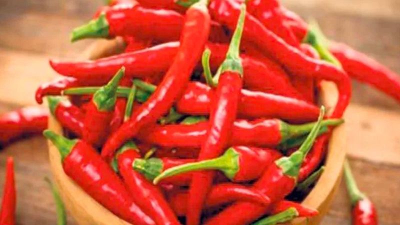 Yedikleri acı biber, Nobel Tıp Ödülü'nü kazandırdı