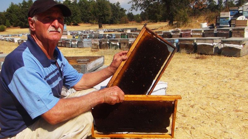 Muğla'da çam balı üretimi bu yıl yapılamadı