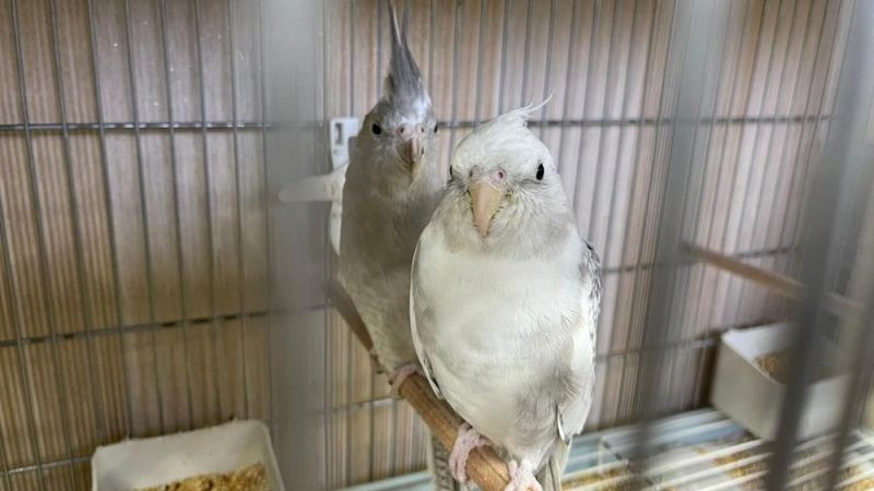 Güngören'de canlı hayvan kaçakçılarına baskın: 45 papağan kurtarıldı