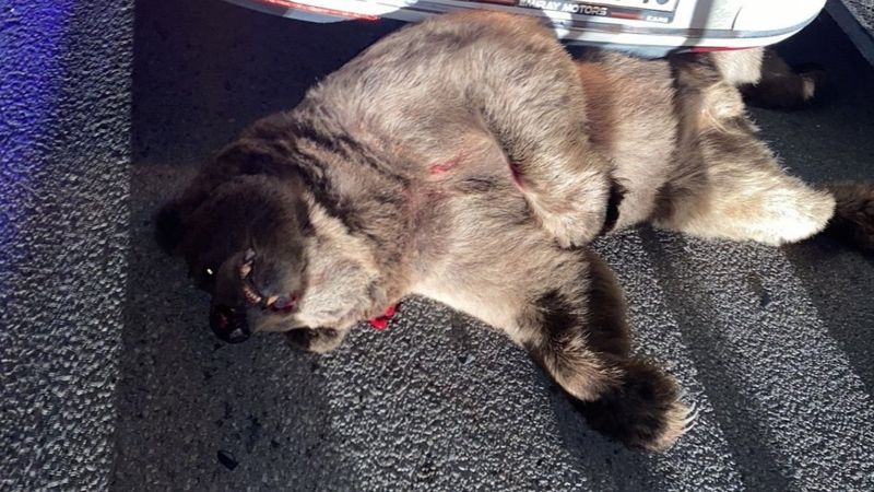 Bursa'da otomobilin çarptığı ayı telef oldu