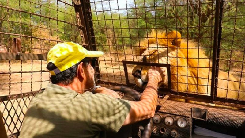 Senegal'de açık alandaki aslanları yakından görebilmek için kafese giriyorlar