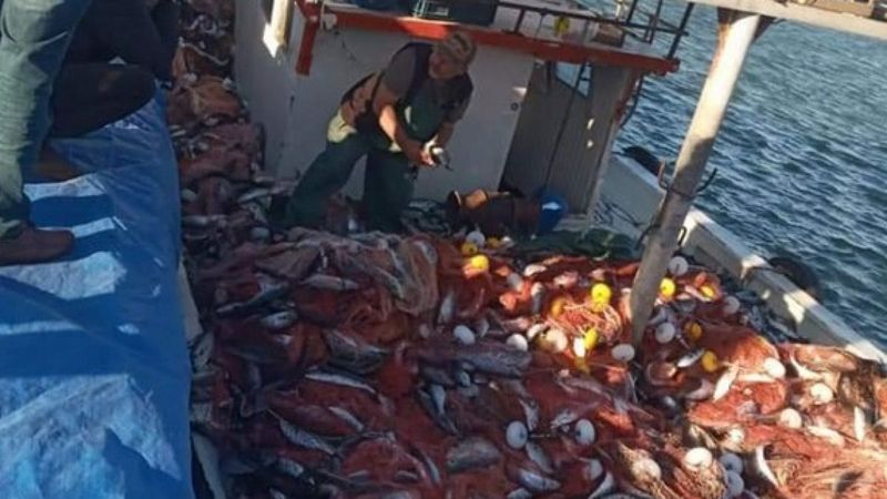 Çanakkaleli balıkçılar 15 bin adet lüfer yakaladı