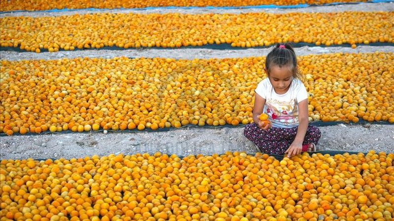 Kayısının Türkiye ekonomisindeki yeri