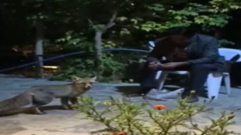 Van'da bir kişi tilkileri besleyerek tavuklarını kurtardı