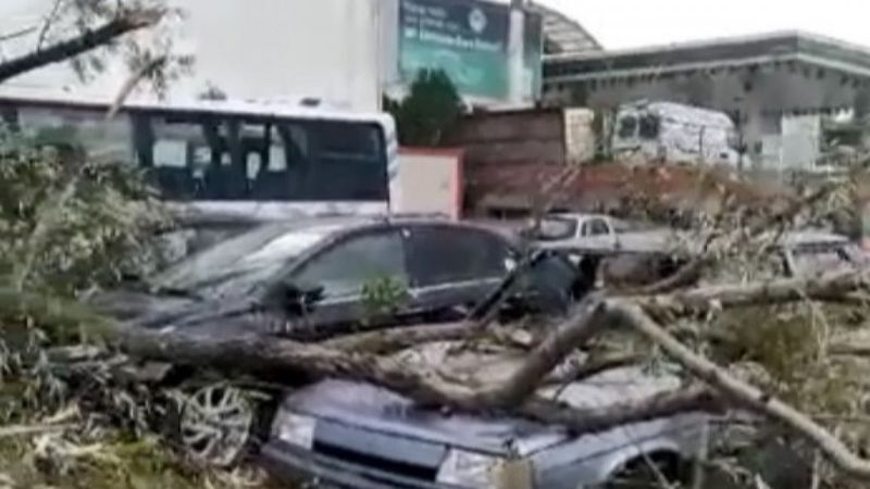 Kocaeli'de şiddetli rüzgar ağaçları devirdi