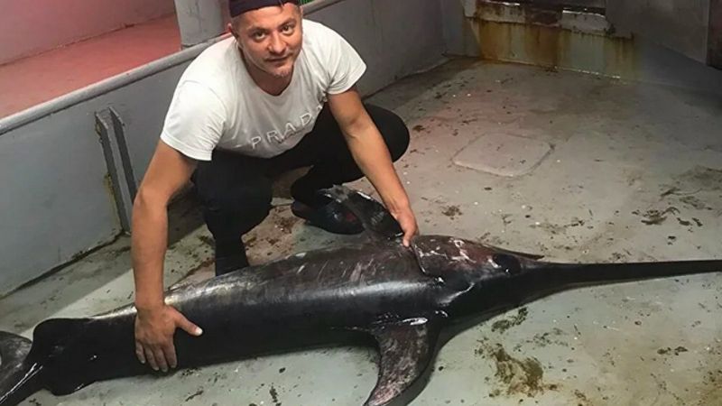 İstanbul Boğazı'nda 60 yıl sonra kılıç balığı görüldü