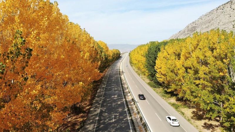 Tokat yolunda bulunan kavak ağaçlarından görsel şölen