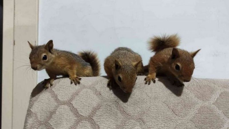 Erzincan’da ölmek üzereyken bulunan 3 yavru sincap, Taşdelen ailesine neşe kattı