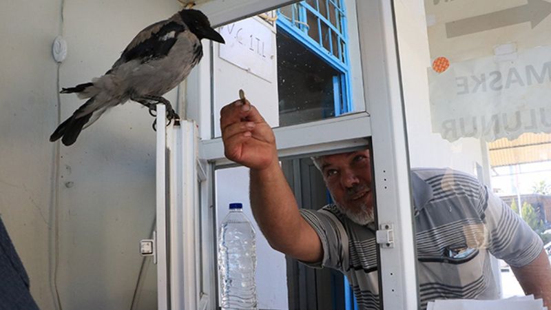 Şanlıurfa'da tuvalet parasını karganın ağzına bırakıyorlar